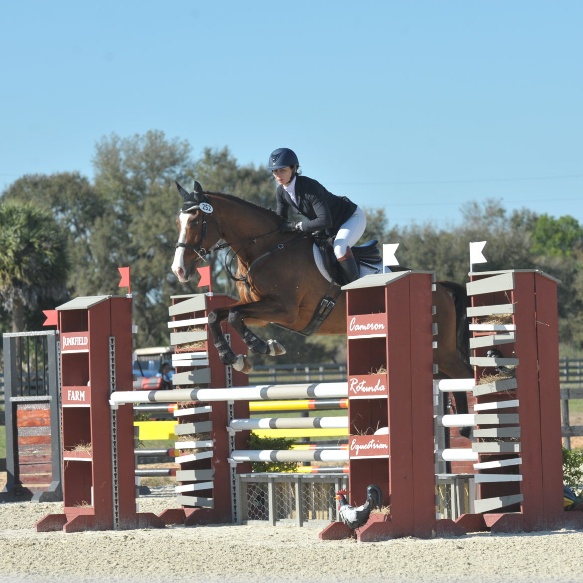 Horses for Sale Ashland Eventing