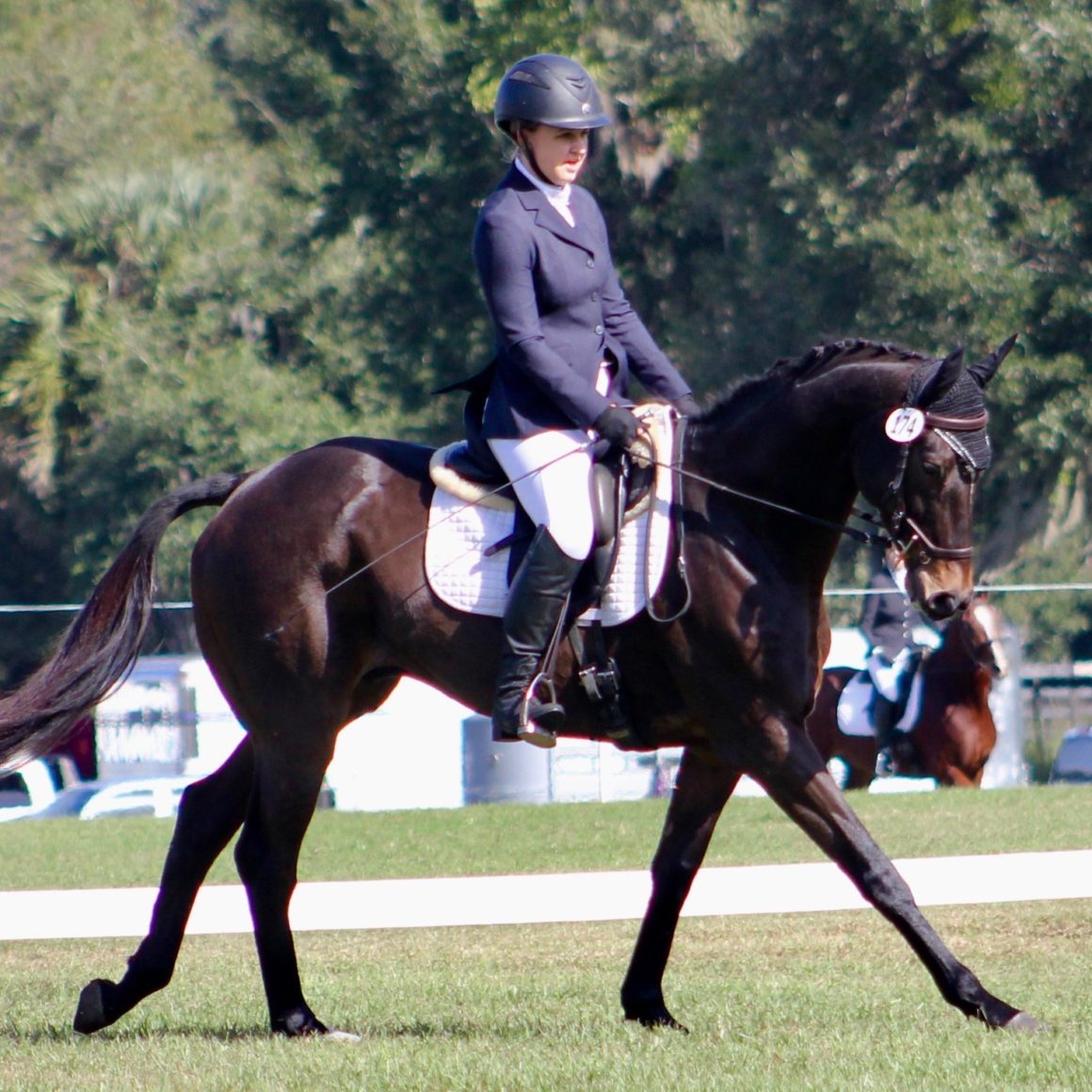 Horses for Sale Ashland Eventing