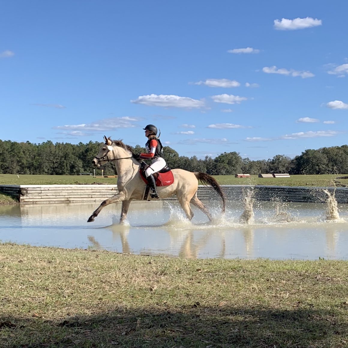 Horses for Sale Ashland Eventing